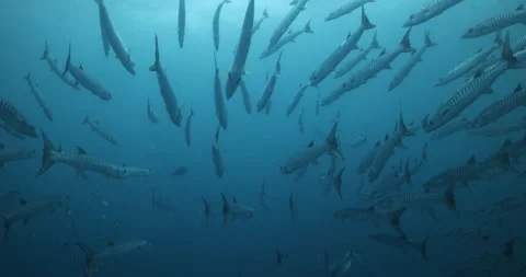 Following behind Barracuda Stock Footage 303206014