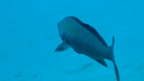 Following a Big Fish Stock Footage 124084061