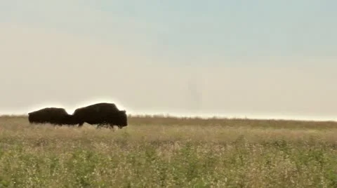 Following the Bison Video stock 11799029