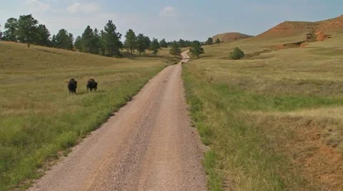 Following the Bison Video stock 11799126