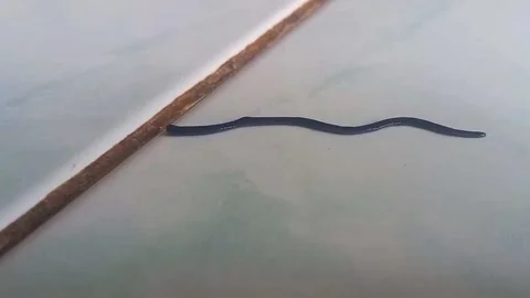 Following Black Flatworm as It Crawls and Turns Vidéo 342370493