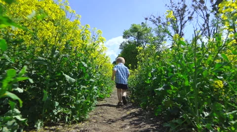 Following the boy in field Stock Footage 62945257