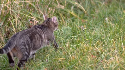Following cat running through grass slow motion Vídeos de archivo 100385573