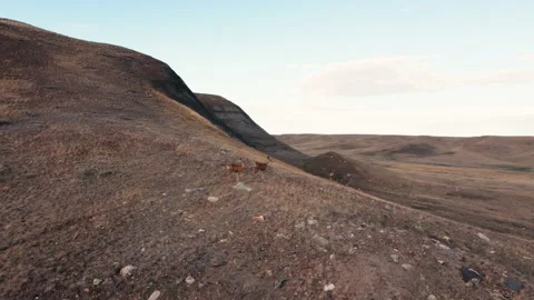 Following deer running through Saskatchewan national park grasslands Stock Footage 168375490