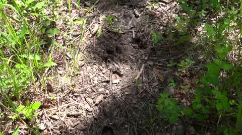 Following Deer Tracks in  Forest 스톡 동영상 11286801