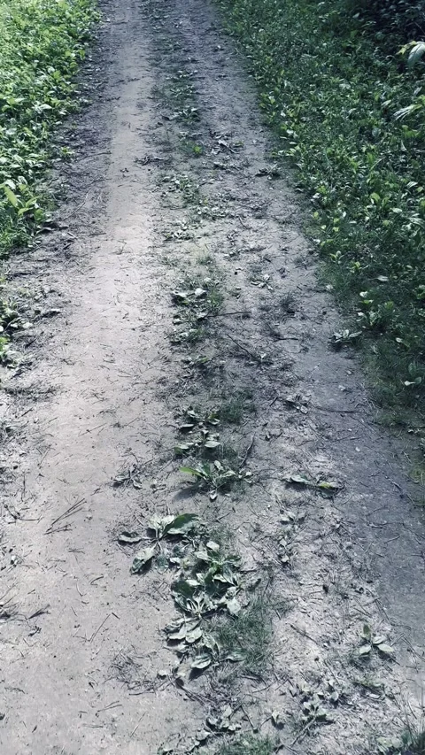 Following dirt road while being lost Stock Footage 270162281