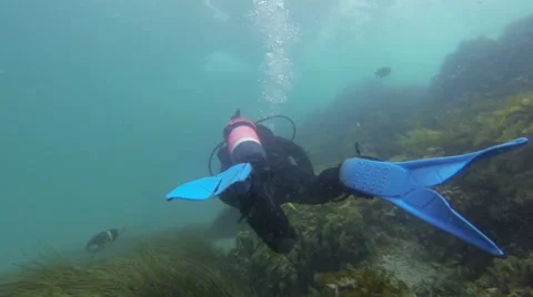 Following a Diver HD Video stock 44619226