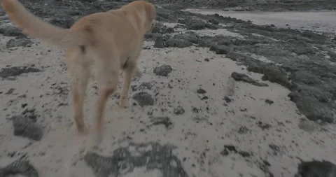 Following a dog along a sandy and rocky beach Stock Footage 159440153