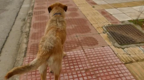 Following the dogs Stock Footage 47207610