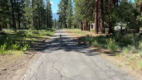 Following Dogs on a Path Stock Footage 245839245