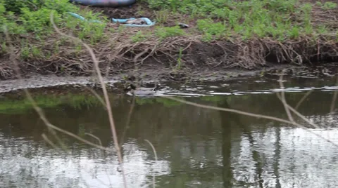 Following duck down river Stock Footage 34615195