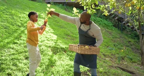 Following example, African American father and son harvesting fruit with pruning Stock Footage 336844460
