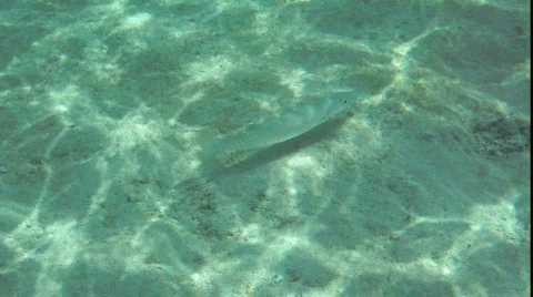 Following a fish Stock Footage 786088
