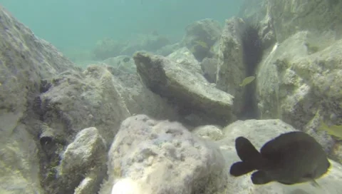 Following Fish Under Water Stock Footage 40632909