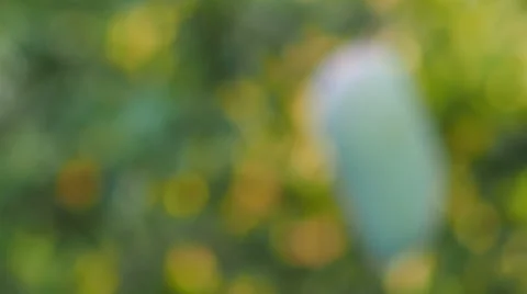 Following focus, Mango on tree branch. Stock Footage 50012130
