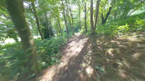Following the forest path between the trees Stock Footage 245997010