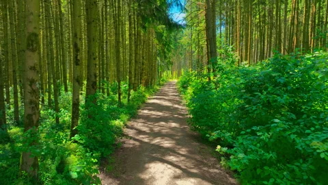 Following a forest path Stock Footage 315751545