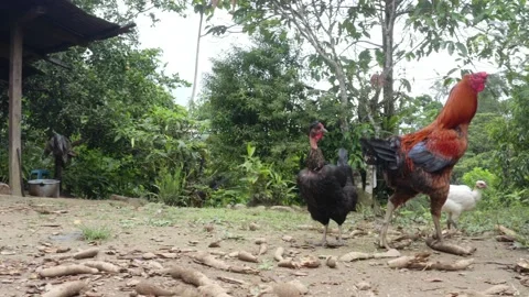 Following a free range rooster walking between chickens in the backyard Stock Footage 152862239