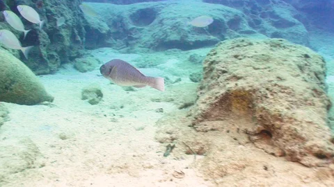 Following a Gray Parrotfish Vídeo Stock 124011624