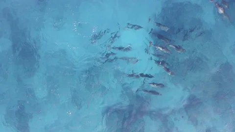 Following a Group of Dolphins 動画素材 208425081