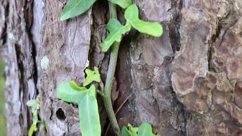 Following Ivy up a tree Stockbeeldmateriaal 81920113