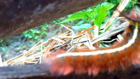 Following Large Moth Larva Crawling Along Wood 스톡 동영상 343829978