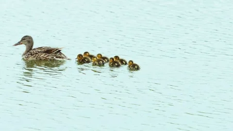 Following the Leader Stock Footage 337895548