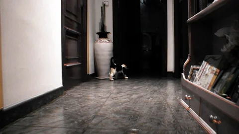 FOLLOWING THE LITTLE CAT Stock Footage 93526376