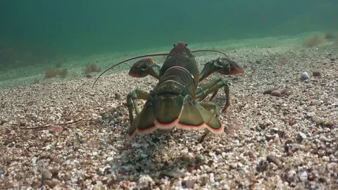 Following a Lobster Stock Footage 79597451