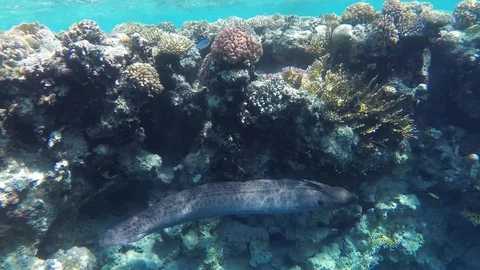 Following moray eel in its natural environment in the coral reef Stock Footage 111668065