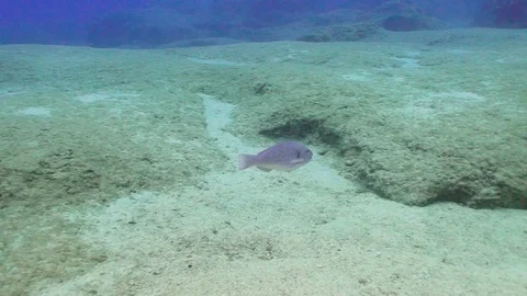 Following a Parrotfish Stock Footage 124011992