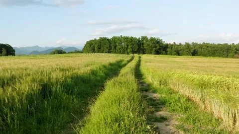 Following The Path That Leads to Forest Between Farm Fields. Stock Footage 250269101