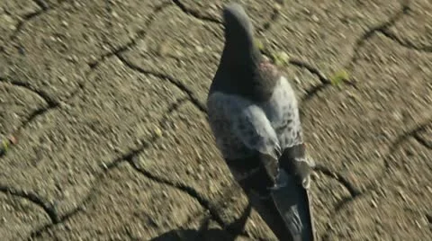 Following a pigeon Stock Footage 14002659