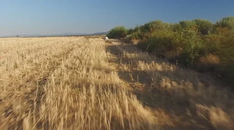 Following Pointer pedigree dog in wheat field Stock Footage 55587911