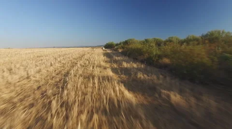 Following Pointer pedigree dog in wheat field Stock Footage 55815295