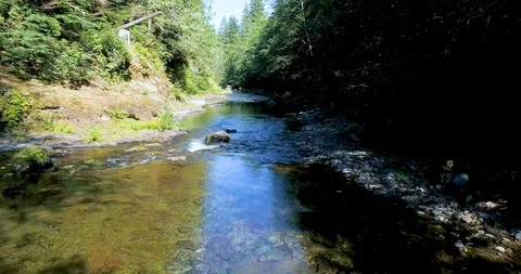 Following a Pristine River through a Lush Pine Forest in the Pacific Northwest Video stock 123422071