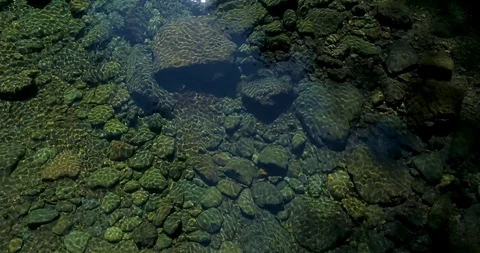 Following a Pristine River through a Lush Pine Forest in the Pacific Northwest Stock Footage 123423945