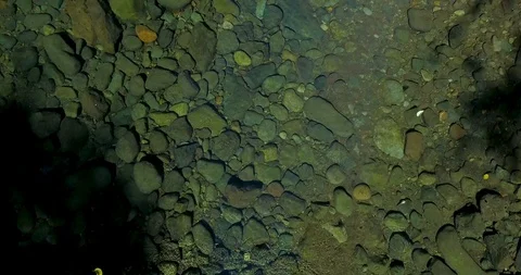 Following a Pristine River through a Lush Pine Forest in the Pacific Northwest Stock Footage 123423956