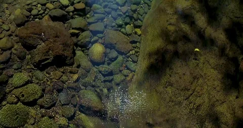 Following a Pristine River through a Lush Pine Forest in the Pacific Northwest Stock Footage 123423978