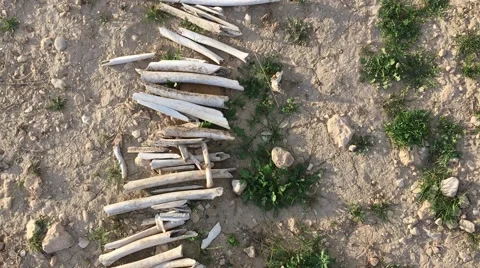 Following row of bones at ISIS mass grave in Sinjar, Iraq Stock Footage 60639418
