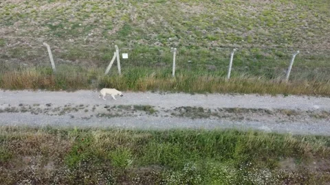 Following a running white colored stray dog with a drone from above Stock Footage 201515190
