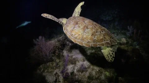 Following a sea turtle with a flashlight deep in the ocean Stock-Footage 80438010