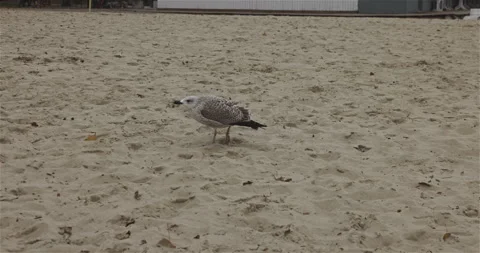Following a seagull Stock Footage 297579490
