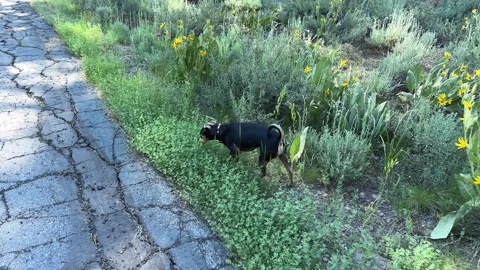 Following a Small Dog Exploring Through The Country Stock Footage 245838691