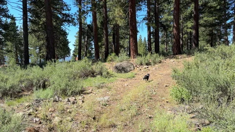 Following Small Dog on A Path Stock Footage 245838657