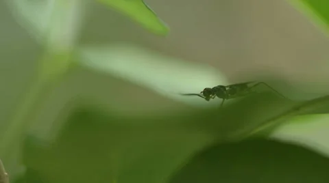 Following a small insect through thick tropical leafs with a macro lens Stock Footage 51928370
