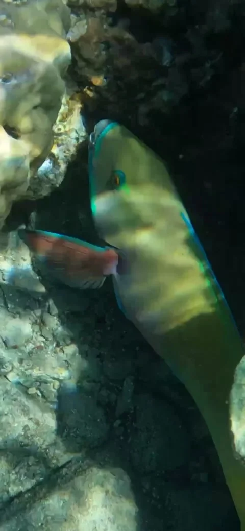 Following a Steephead Parrotfish while it feeds off Coral - 4k Video 스톡 동영상 236730037