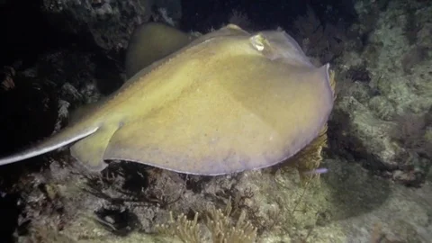 Following a stingray deep underwater with a flashlight Stock Footage 80438098