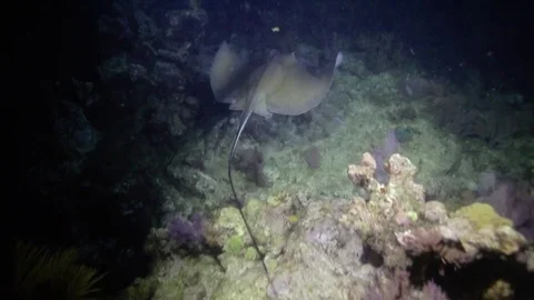 Following a stingray deep underwater with a flashlight Stock-Footage 80438122