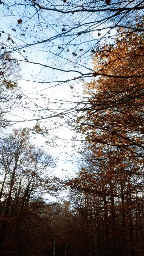 Following The Sun And The Path Of The Forest Stock Footage 284152589